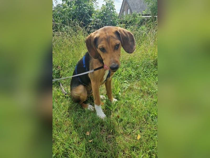 Tadeus sucht sein Körbchen (59514 Welver)