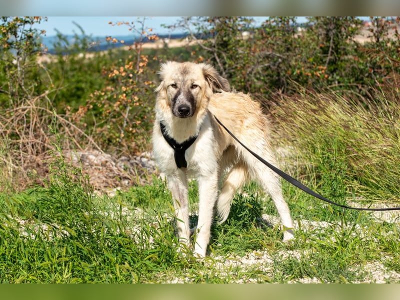 Liesa sucht ihr großes Glück