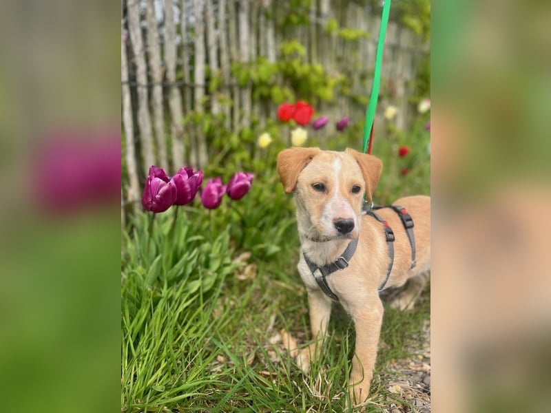 Ivy sucht ihr Glück (47839 Krefeld)