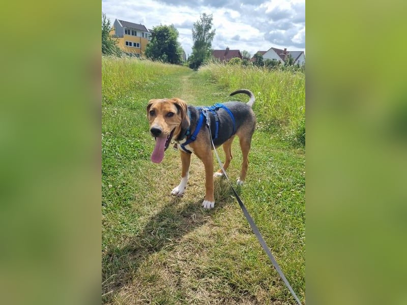 Tadeus sucht sein Körbchen (59514 Welver)