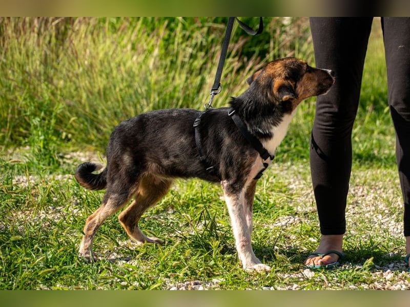 Rixa - Zauberhafte Schwestern suchen ihr Zuhause