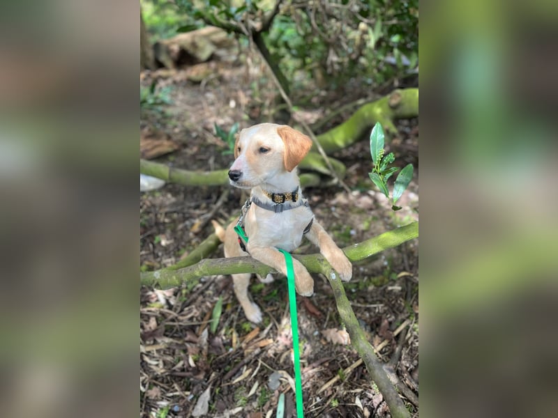 Ivy sucht ihr Glück (47839 Krefeld)