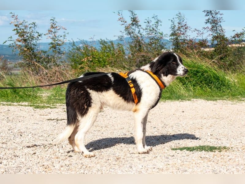 Morrisson sucht sein großes Glück