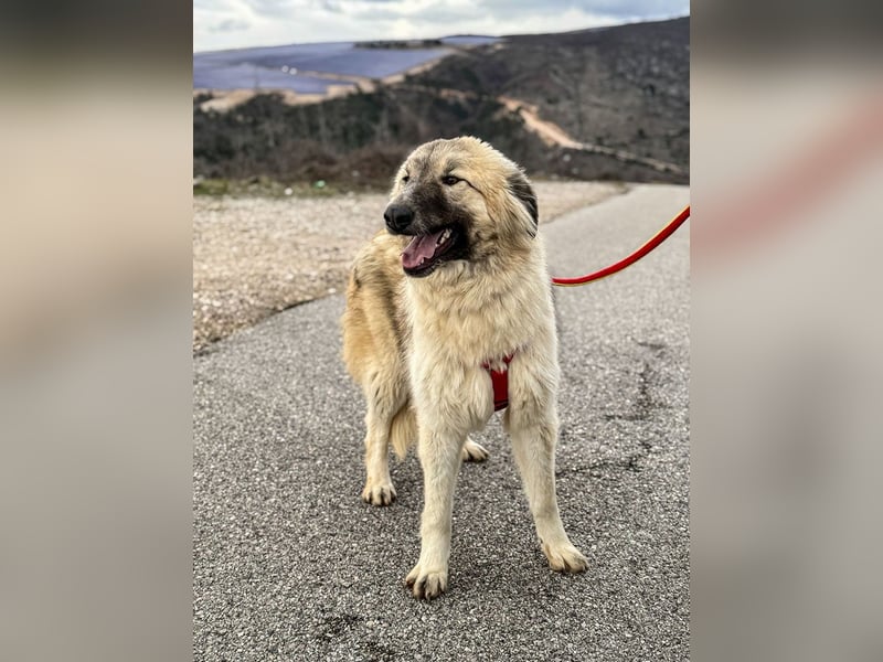 Liesa sucht ihr großes Glück