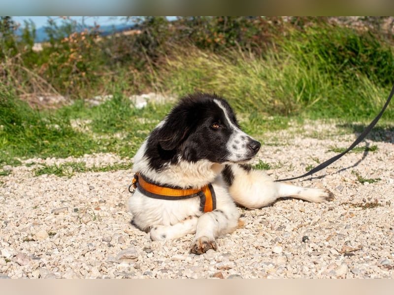 Morrisson sucht sein großes Glück