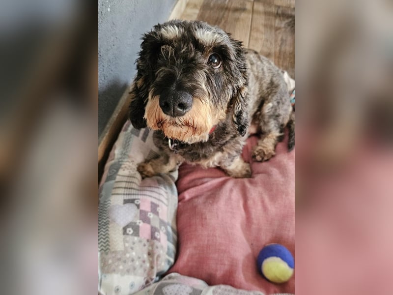 Käthe möchte deine Herzenshündin werden