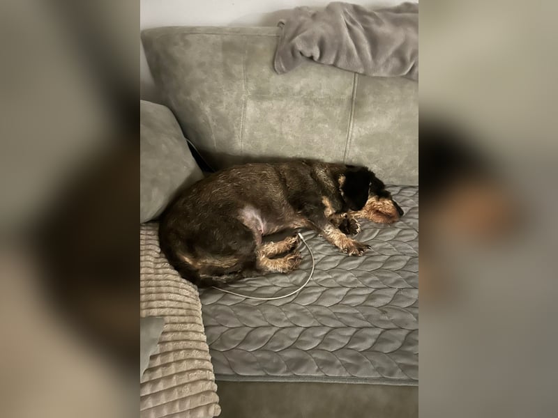 Käthe möchte deine Herzenshündin werden