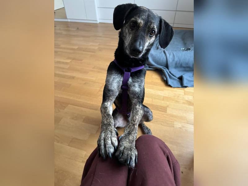 Nocino wartet in München