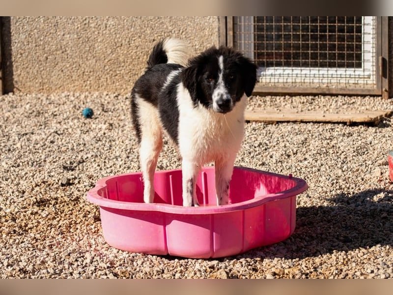 Morrisson sucht sein großes Glück