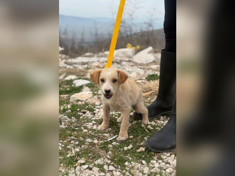 Ivy sucht ihr Glück (47839 Krefeld)