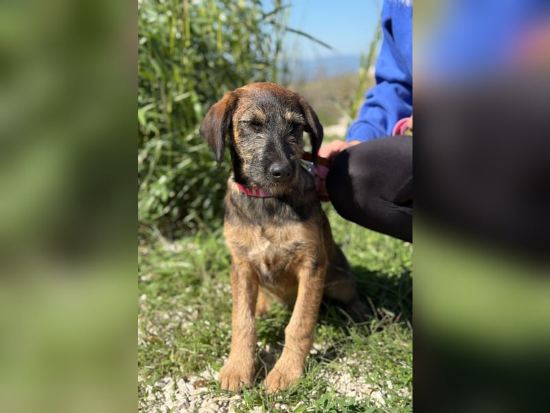 Skadi - jung, neugierig und bereit für ihr eigenes Zuhause