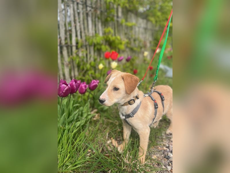 Ivy sucht ihr Glück (47839 Krefeld)