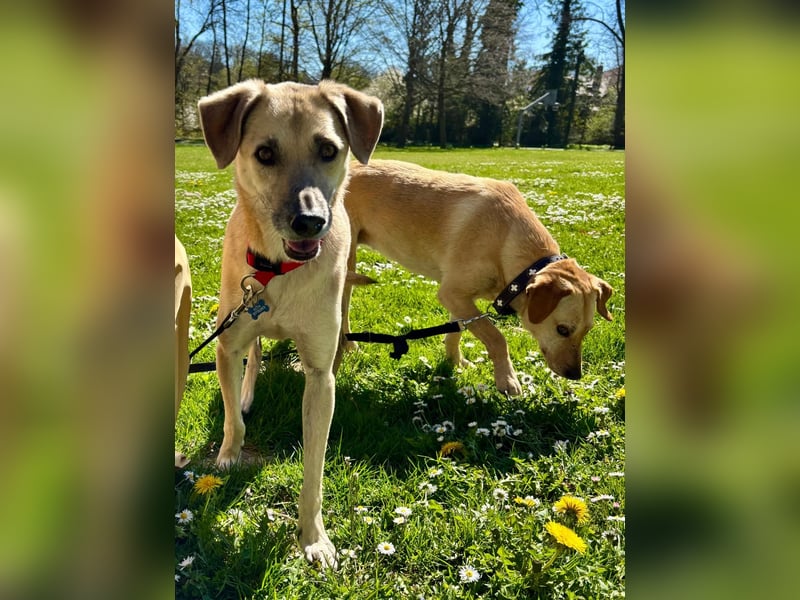 Super, süßer Familienhund