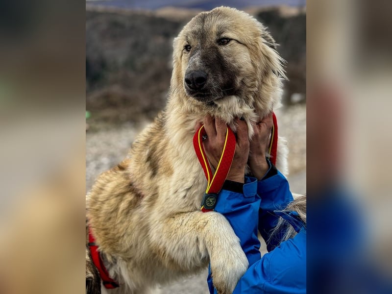 Liesa sucht ihr großes Glück