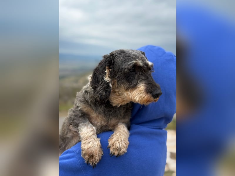 Käthe möchte deine Herzenshündin werden