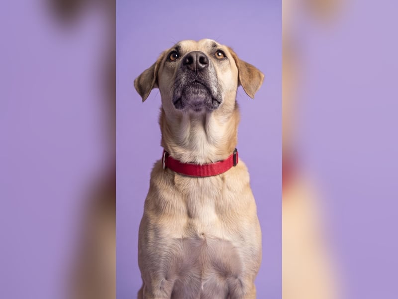 Super, süßer Familienhund