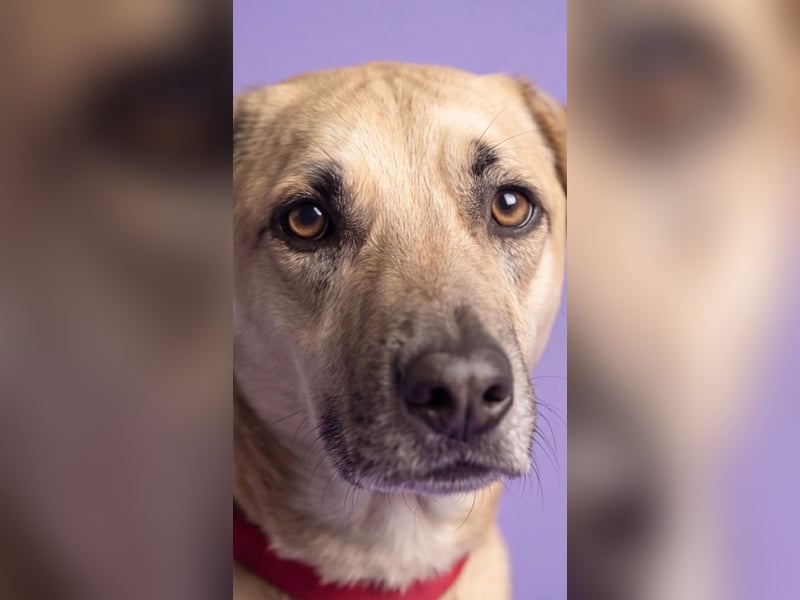 Super, süßer Familienhund