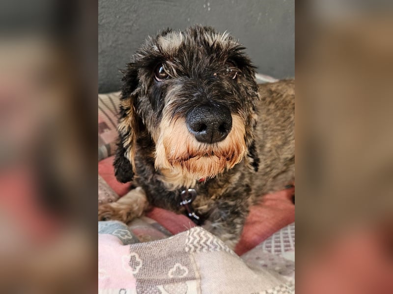 Käthe möchte deine Herzenshündin werden