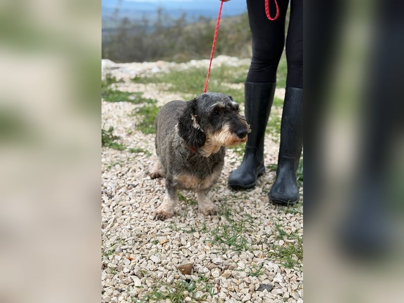 Käthe möchte deine Herzenshündin werden