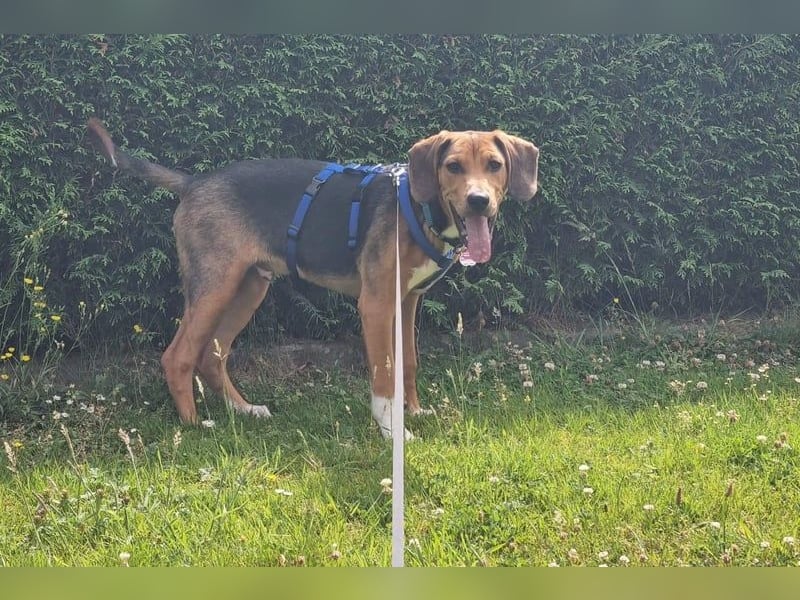 Tadeus sucht sein Körbchen (59514 Welver)