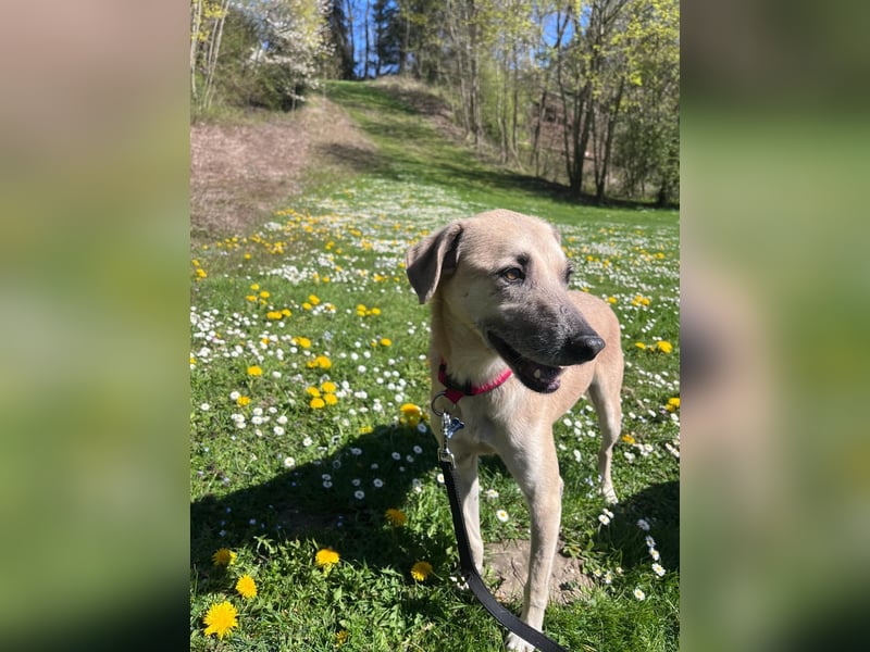 Super, süßer Familienhund