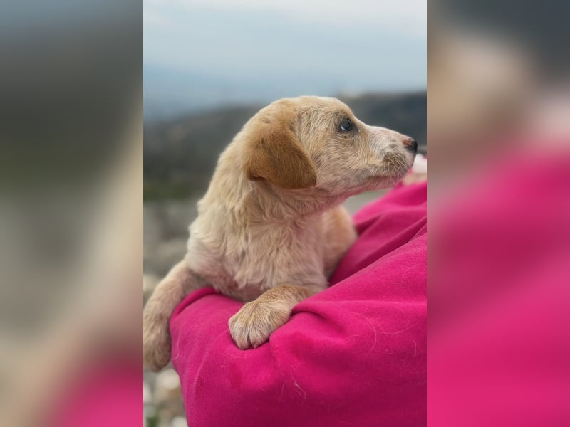 Ivy sucht ihr Glück (47839 Krefeld)