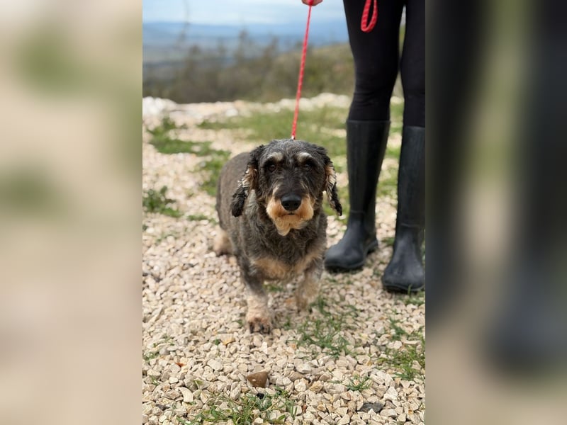 Käthe möchte deine Herzenshündin werden