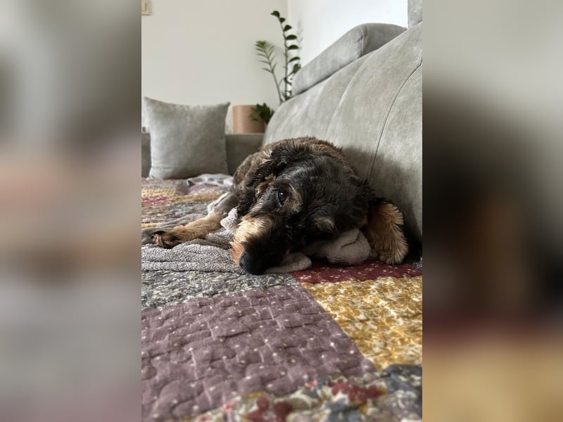 Käthe möchte deine Herzenshündin werden