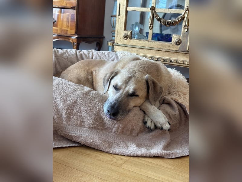 Super, süßer Familienhund