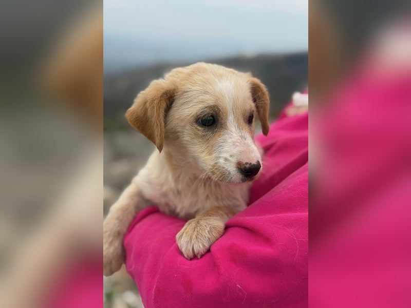 Ivy sucht ihr Glück (47839 Krefeld)