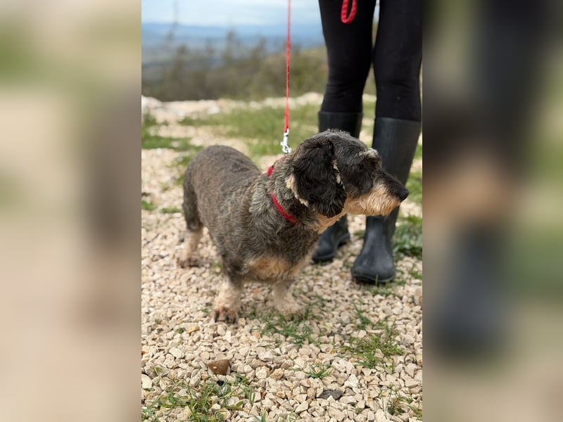 Käthe möchte deine Herzenshündin werden