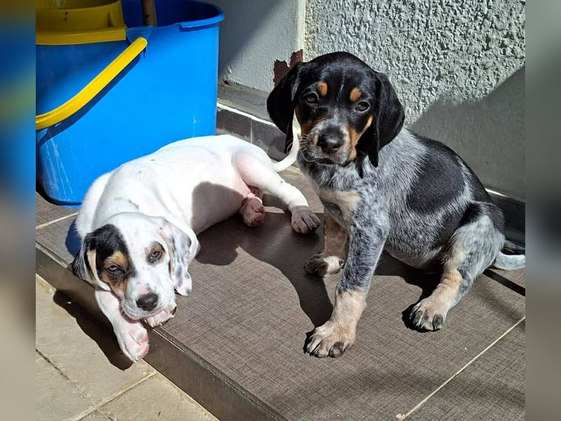 Athena, eine grichische Göttin wartet auf Dich