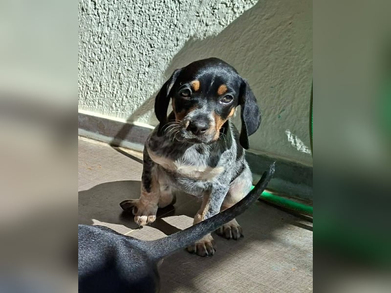 Athena, eine grichische Göttin wartet auf Dich