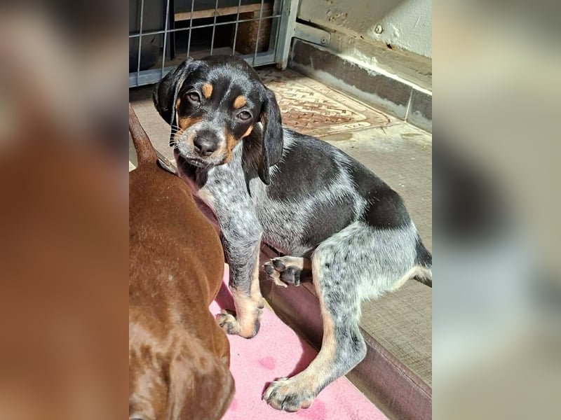 Athena, eine grichische Göttin wartet auf Dich