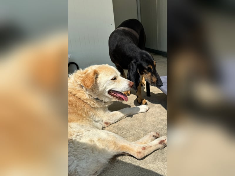 Kuschelmaus NAOMIE sucht eine eigene Familie!