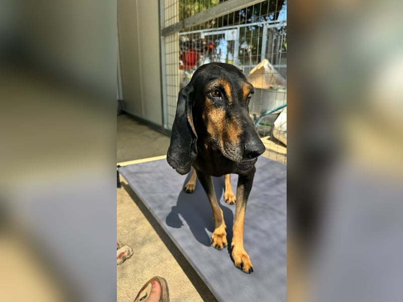 Kuschelmaus NAOMIE sucht eine eigene Familie!