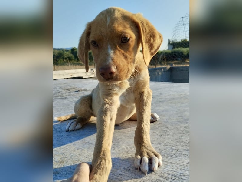 Mischlingswelpe ROCKIE (3,5 Monate) sucht eine Familie