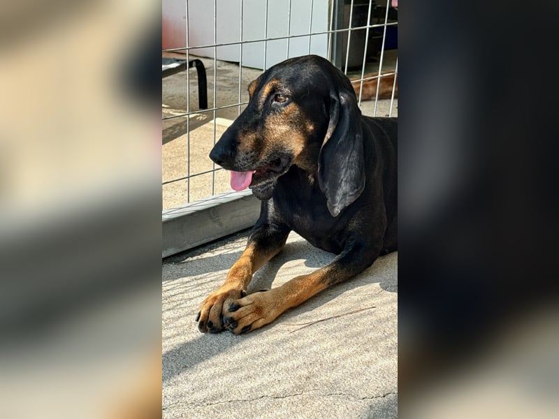 Kuschelmaus NAOMIE sucht eine eigene Familie!