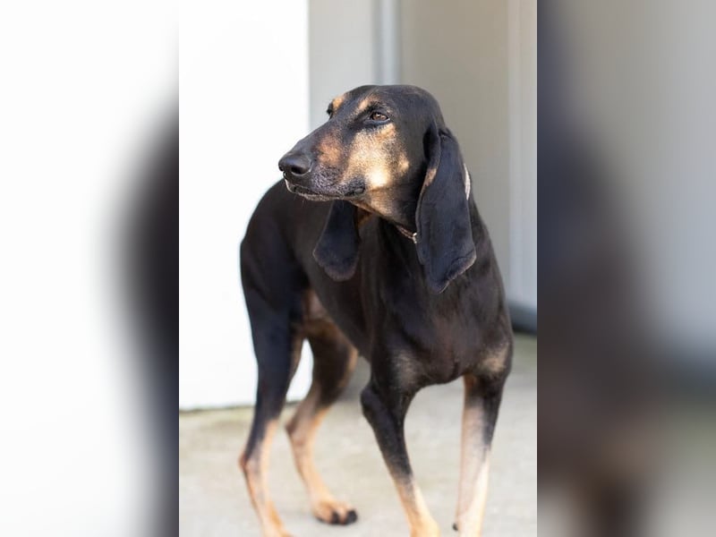 Kuschelmaus NAOMIE sucht eine eigene Familie!