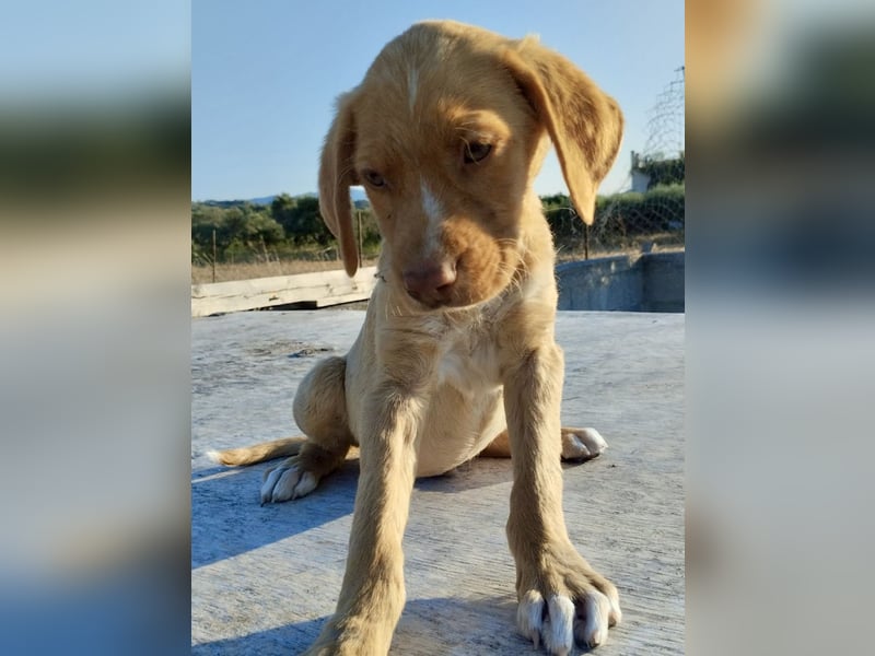 Mischlingswelpe ROCKIE (3,5 Monate) sucht eine Familie