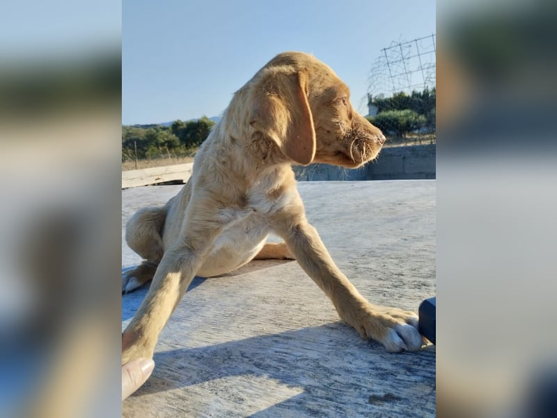 Mischlingswelpe ROCKIE (3,5 Monate) sucht eine Familie