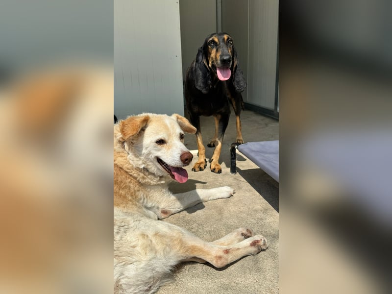 Kuschelmaus NAOMIE sucht eine eigene Familie!