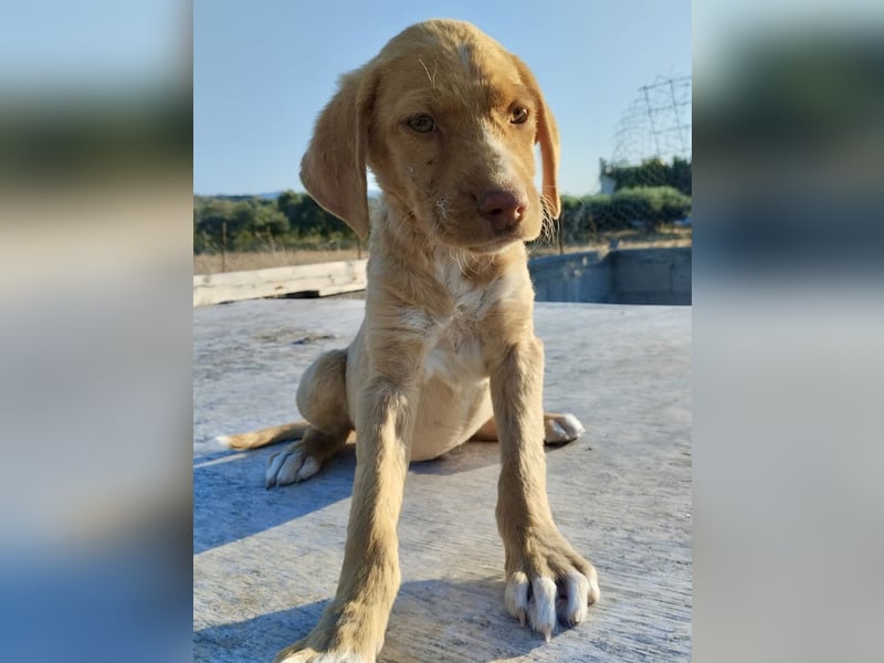 Mischlingswelpe ROCKIE (3,5 Monate) sucht eine Familie