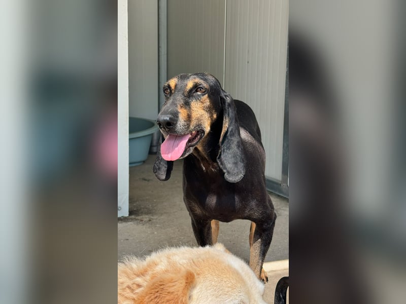 Kuschelmaus NAOMIE sucht eine eigene Familie!