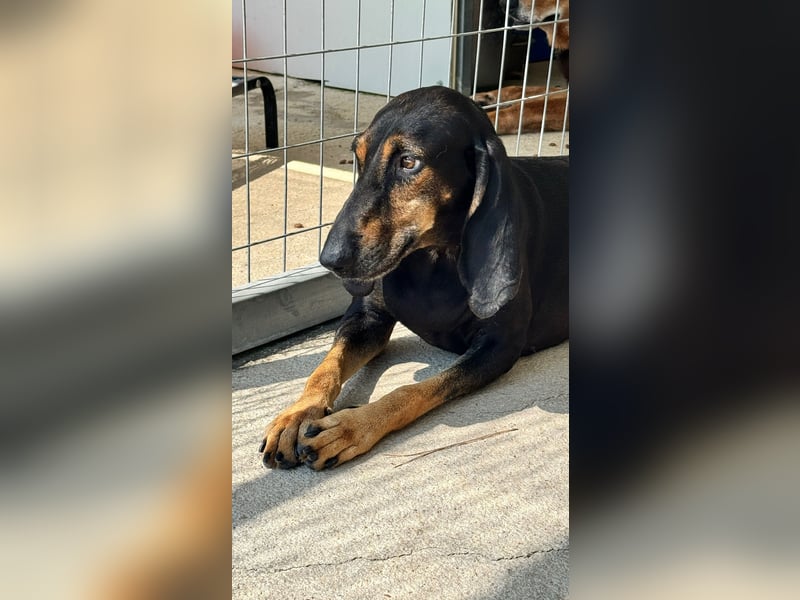 Kuschelmaus NAOMIE sucht eine eigene Familie!