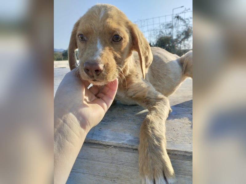 Mischlingswelpe ROCKIE (3,5 Monate) sucht eine Familie