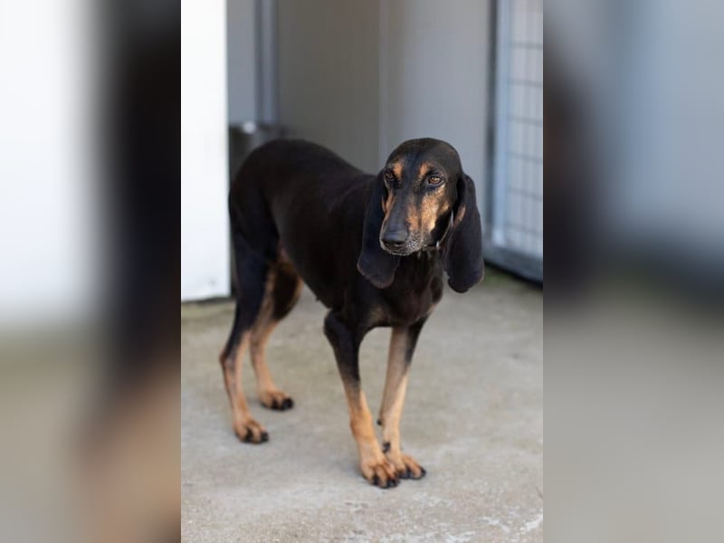 Kuschelmaus NAOMIE sucht eine eigene Familie!