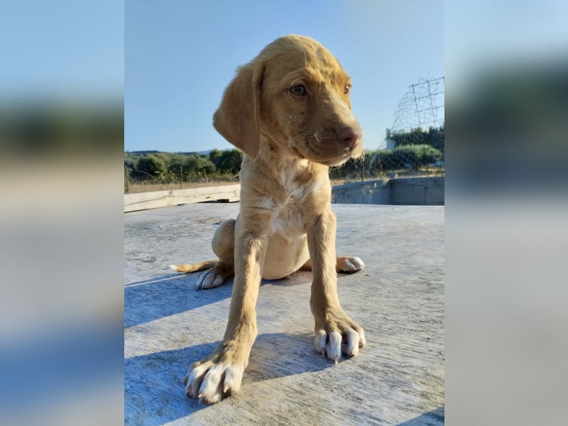 Mischlingswelpe ROCKIE (3,5 Monate) sucht eine Familie