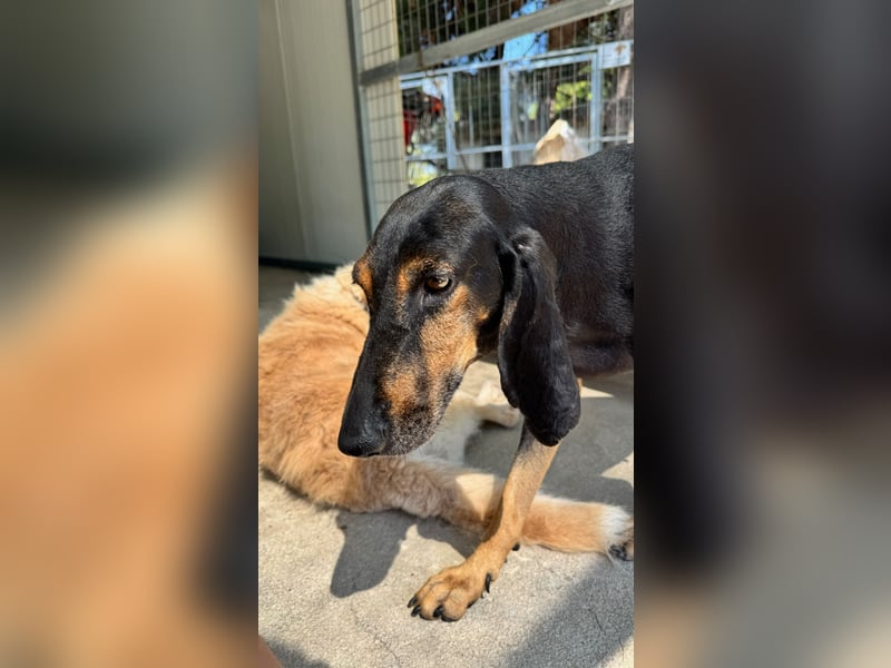 Kuschelmaus NAOMIE sucht eine eigene Familie!