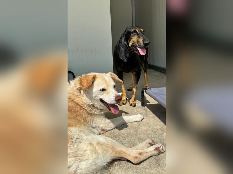 Kuschelmaus NAOMIE sucht eine eigene Familie!